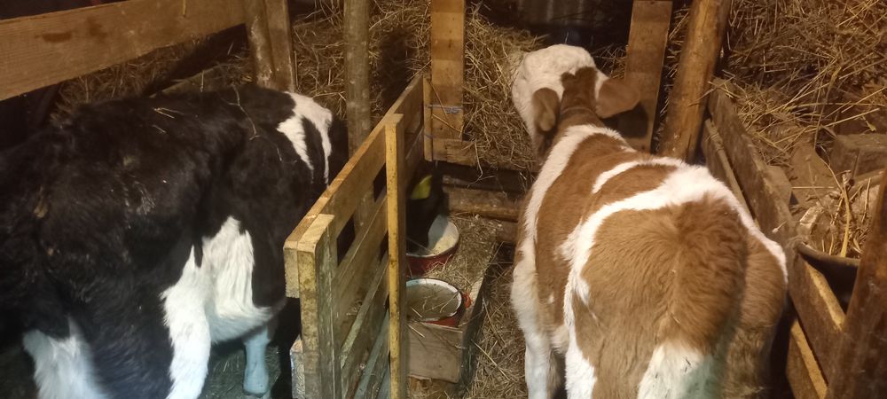 Vitei intarcati tauras si vitea