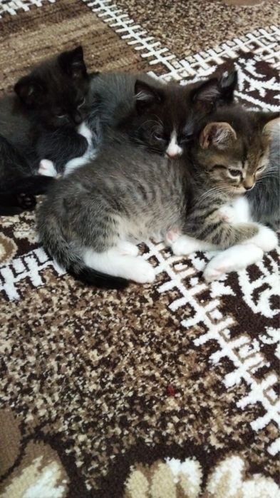 Отдам котят в хорошие руки