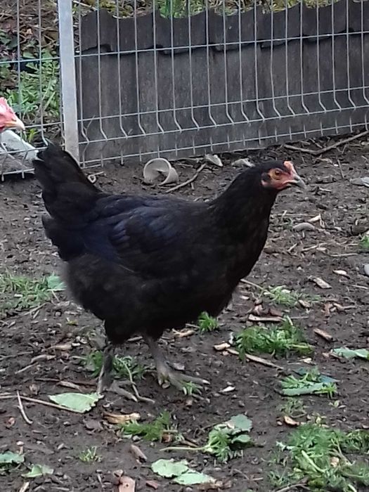 Vand o puicuță marans negru-arămiu