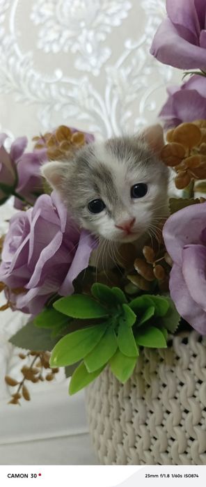 Мушук боласи онаси зотли