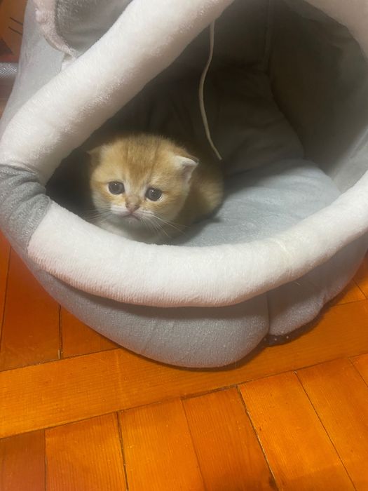 Продаются в котята, качество 100%