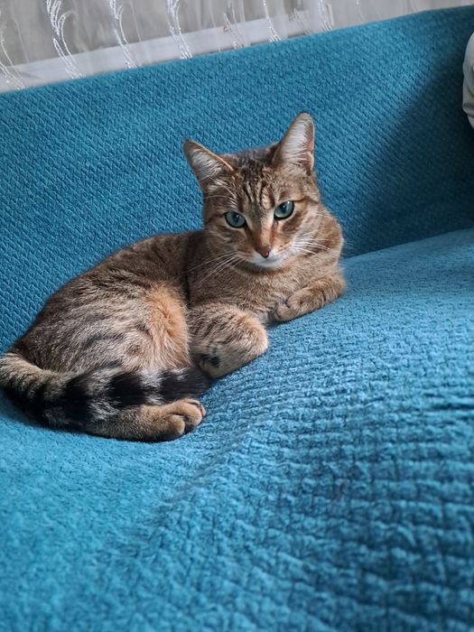 Хочу здать кошку домашнюю