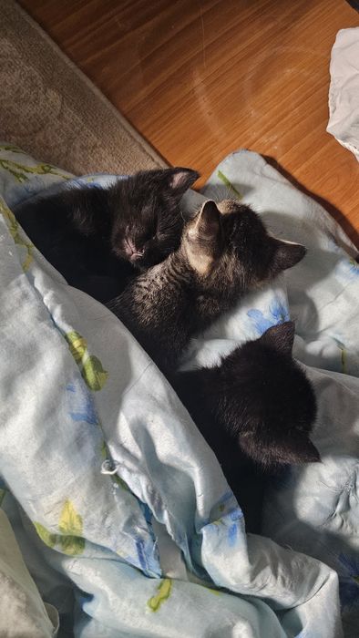 Марғаулар сатылады