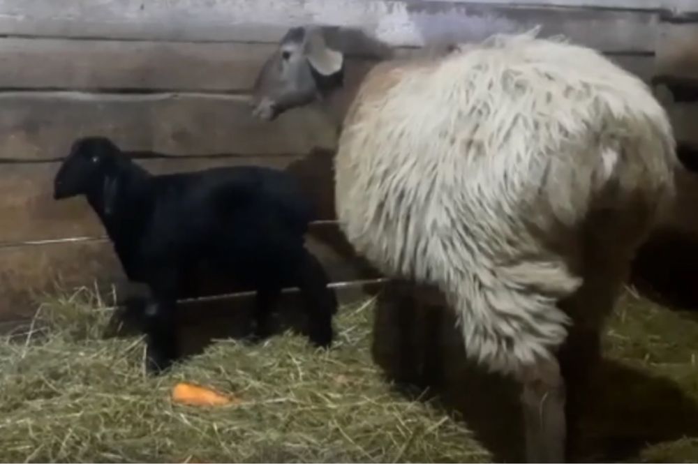 Овец с ягненком.