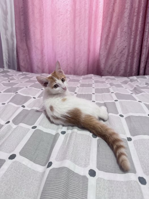 Милый котёнок в добрые руки бесплатно