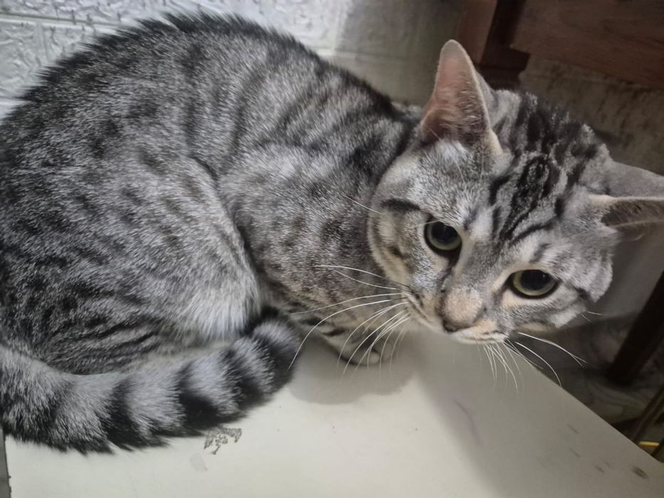 Отдам в добрые руки