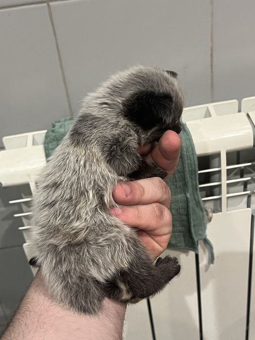 Продам шикарных котят.