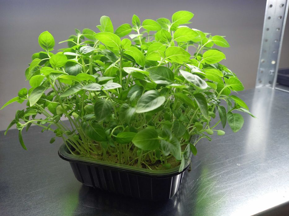 Семена для выращивания микрозелени