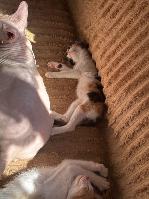Отдам котят. Трехцветные девочки, рыбе белые мальчики.