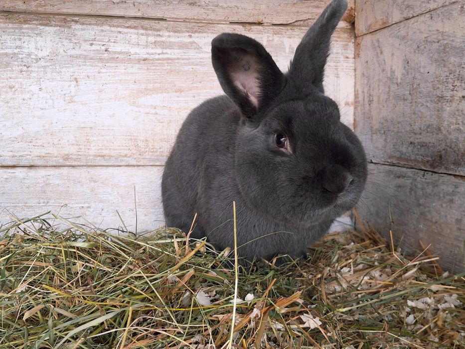 Iepuri albastru vienez