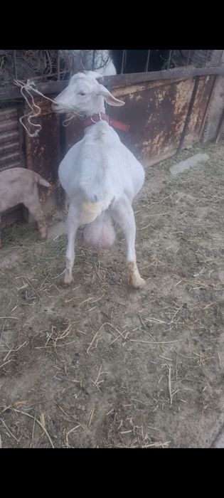 Коза, ешкі егіз лағымен