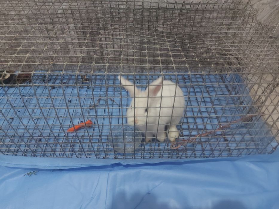 Кролик маленький