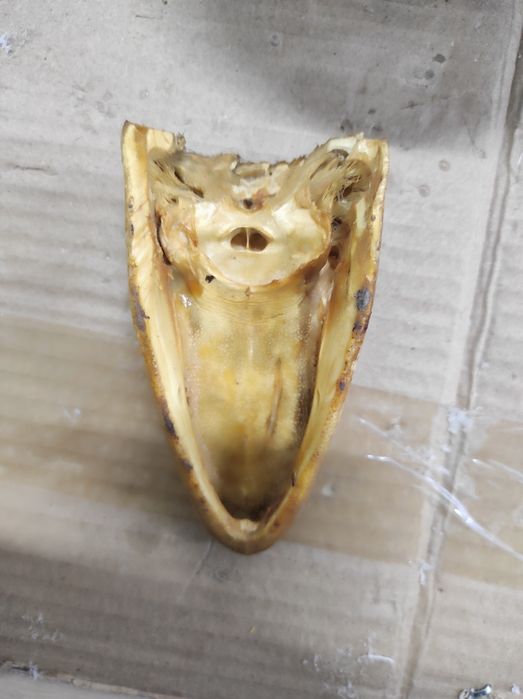 Чучело крокодила