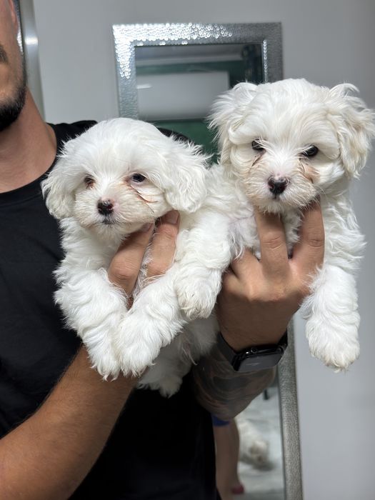 Bichon maltez mascul