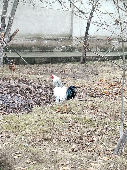 Xoroz 6 oylik Дамашний