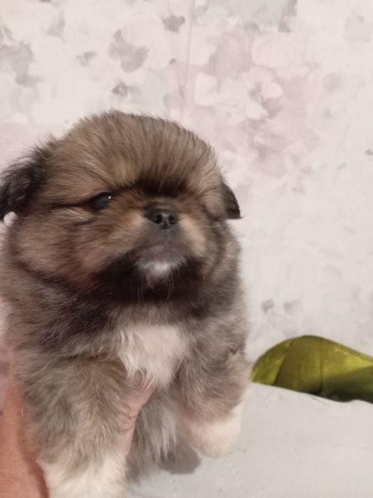 Продам щенков шпице пикинеса