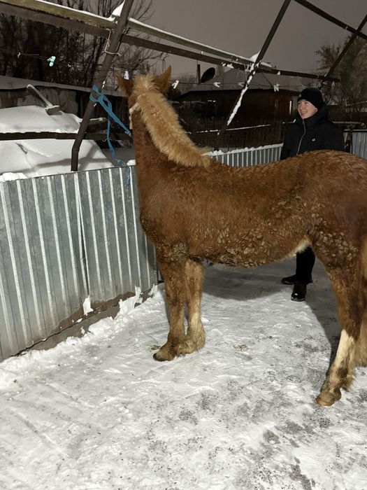 Продам жеребчика 5 месяцев