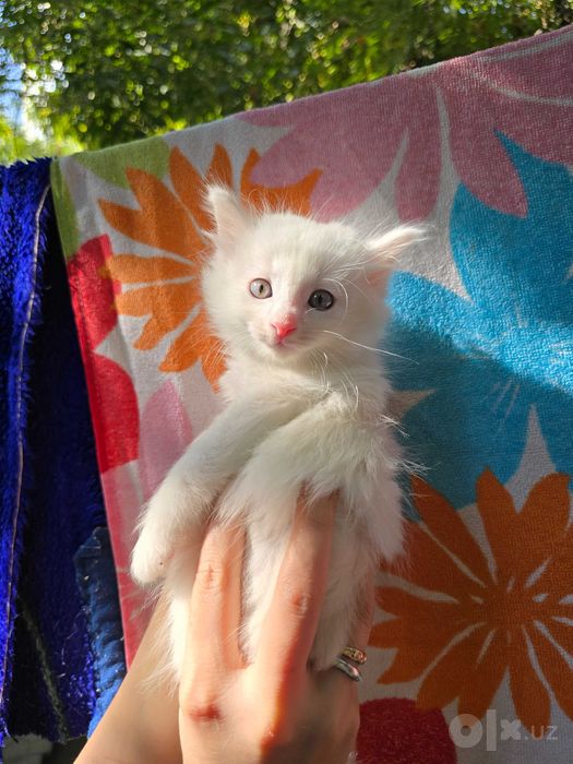 Котята ищут семьи!