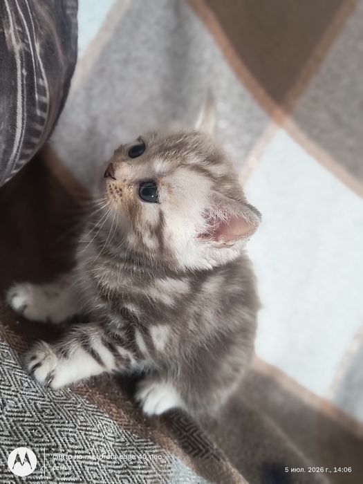 Продам шотландских котят