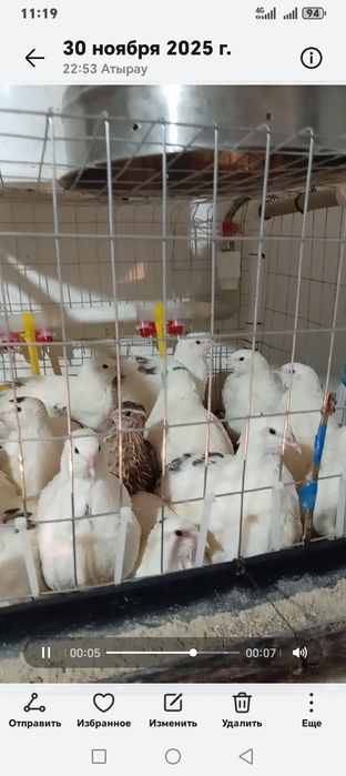 Пелепеллин балапаны сатылады