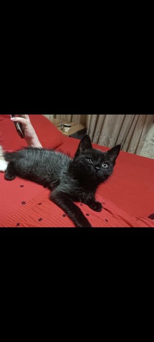 Британец с тайской кошкой