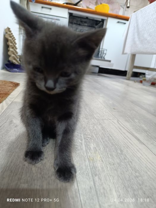 Отдам котенка в добрые руки