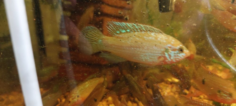 Продам хромисы красавцы