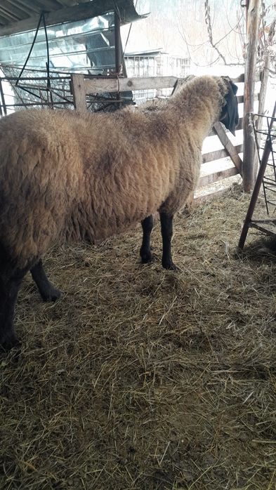 Vand oaie carabaș sârbesc