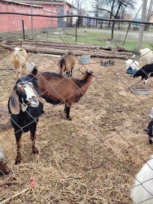 Қой және ешкі сатылады