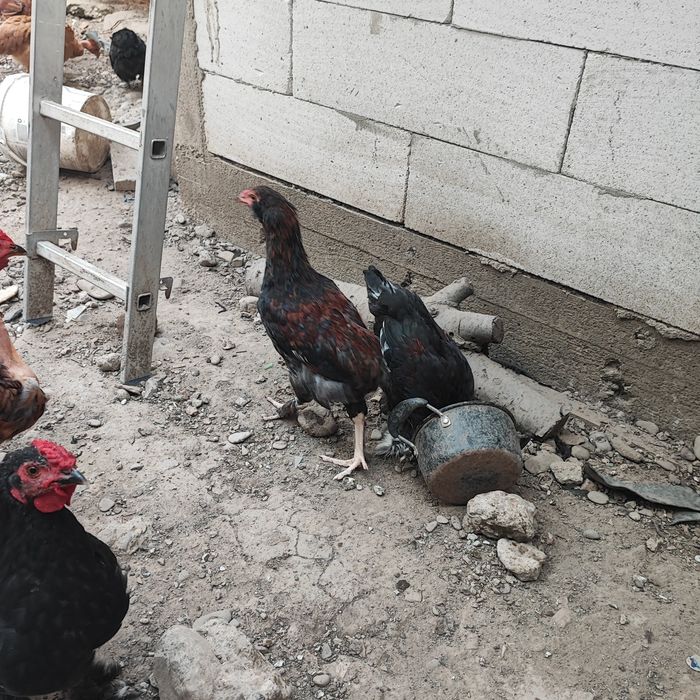 Cocoșei Mai 2026 Gat Golaș si Olive Egger