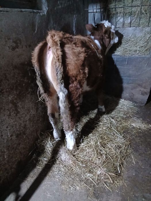 Vând viteii si o manza