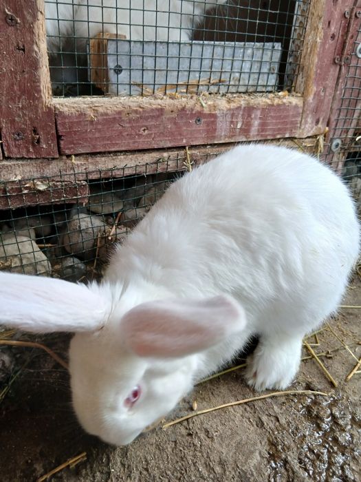 Vând iepurii  metis de uriaș german !