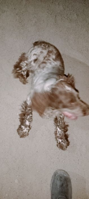 Спаниель продам охотничьего