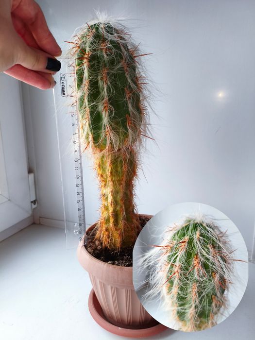 Продам цветы комнатные