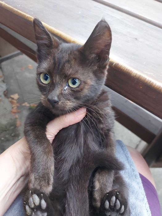 Pisici pentru adoptie