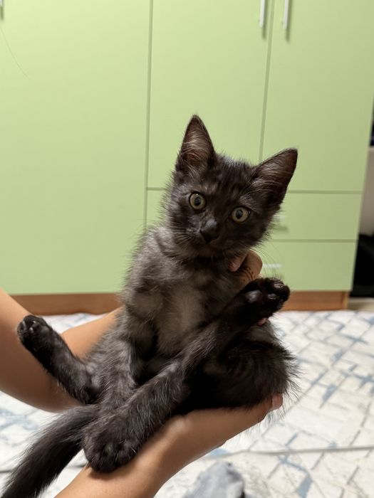 Отдам котенка в добрые руки