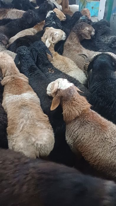 Qassob serviz hallol va sifatli