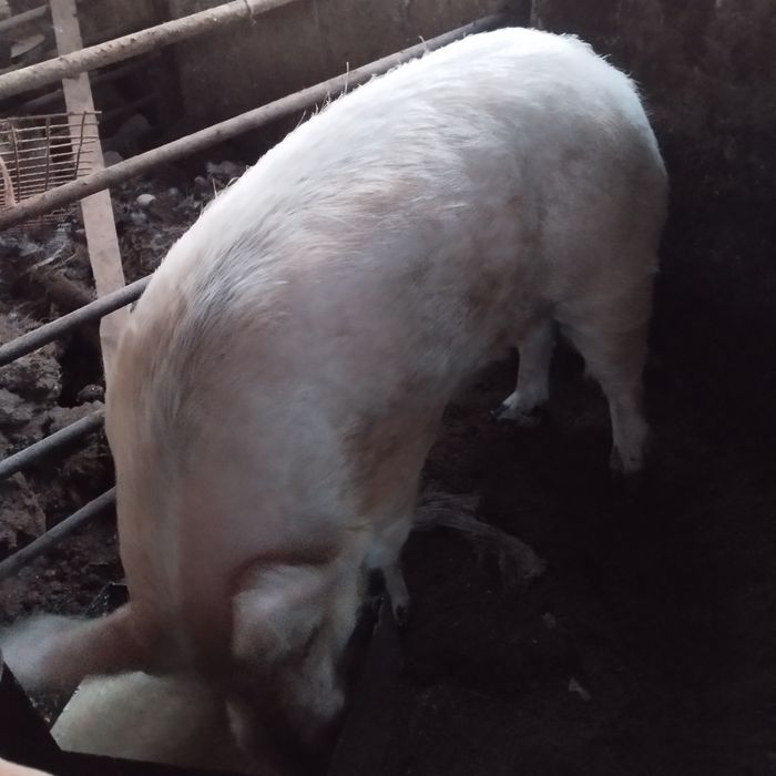 Продам кабана на племя