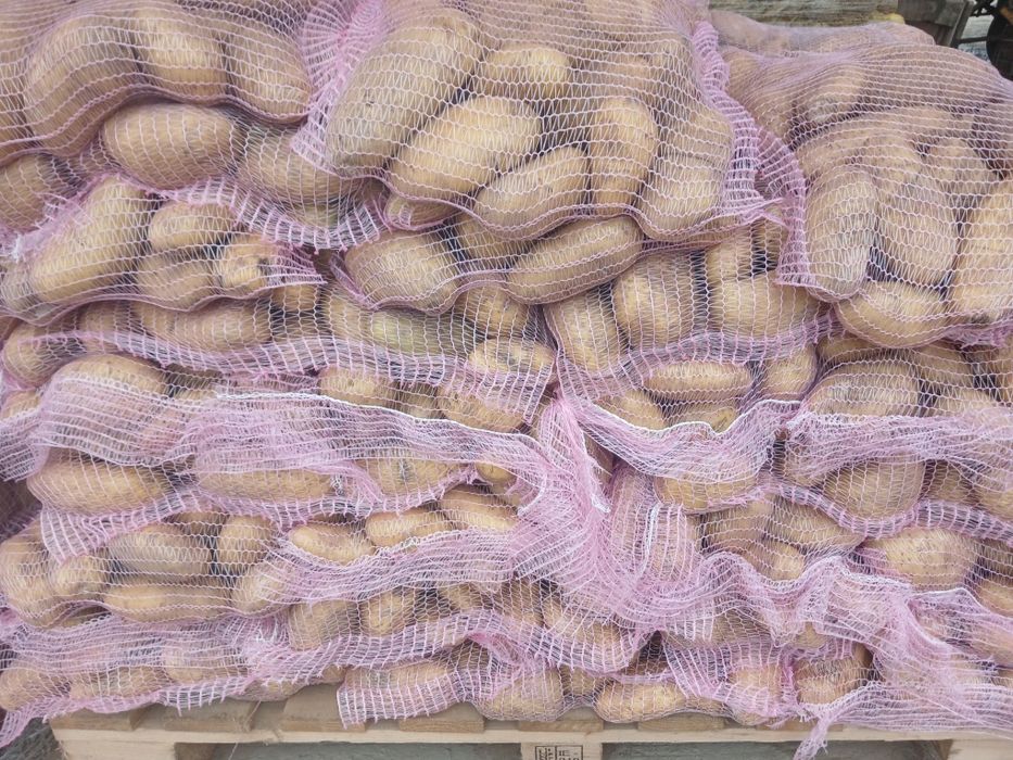 Cartofi noi de Egipt