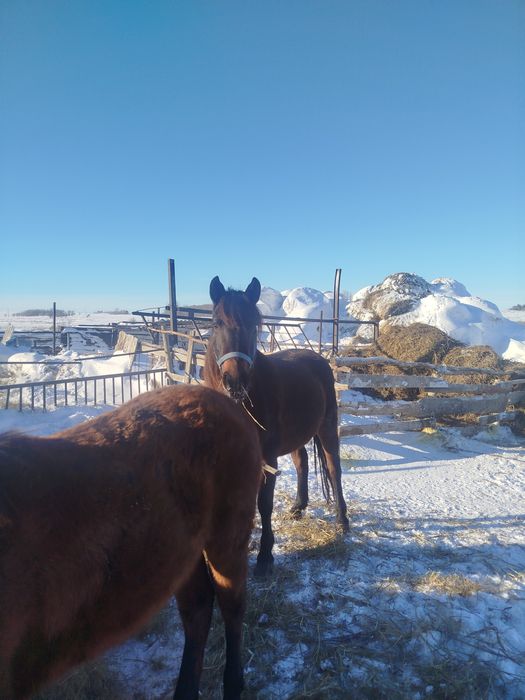 Продам кобыл жеребые с жеребятами.