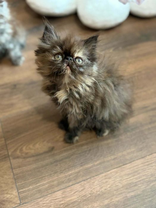 Персийски котенца
