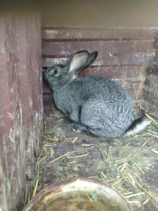 Продам взрослый крол