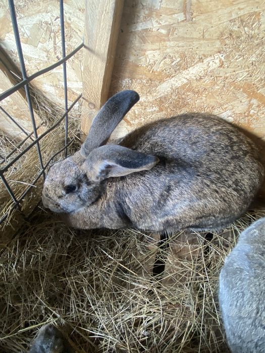 Продам двух кроликом малых