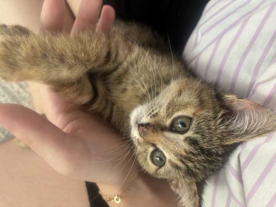 Отдам в добрые руки котенка