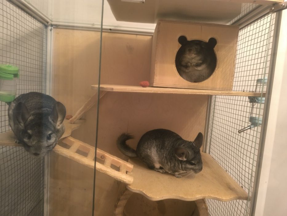 Продам  семью шиншил