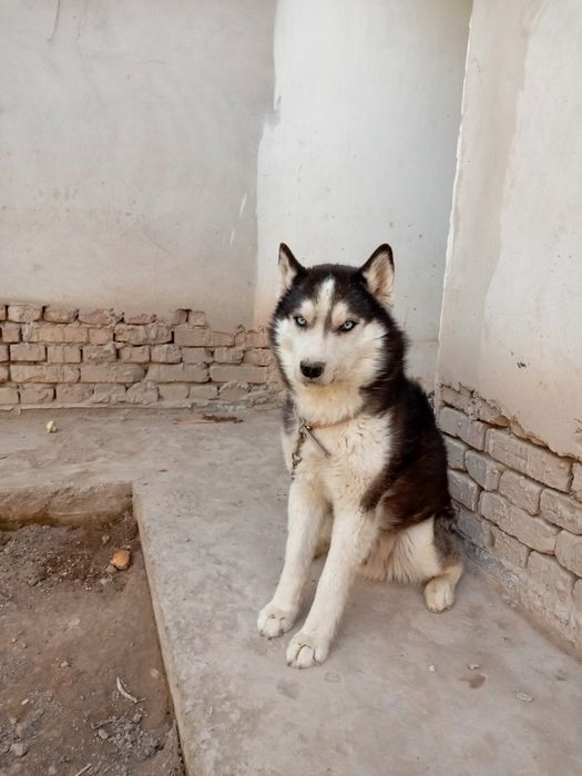 Сибирский хаски           .