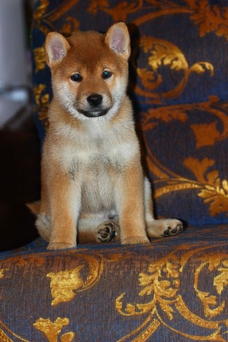 щенки сибы японской