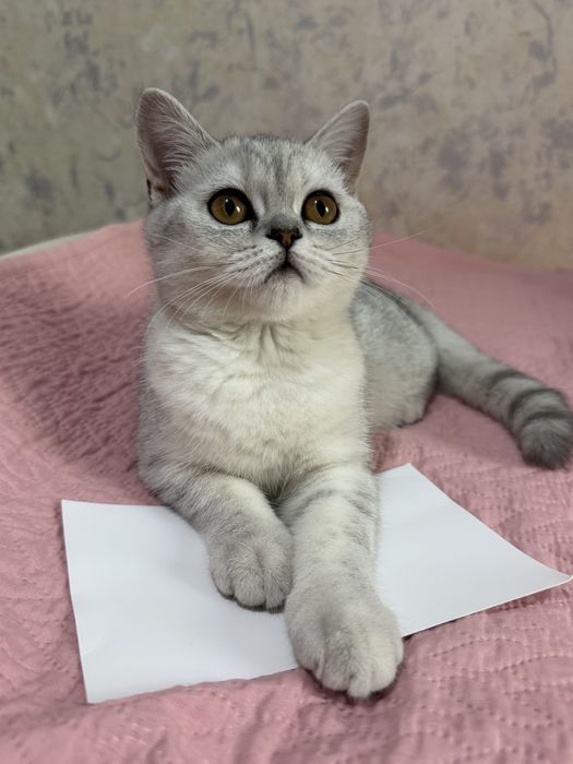 Котенок-девочка 4 месяца
