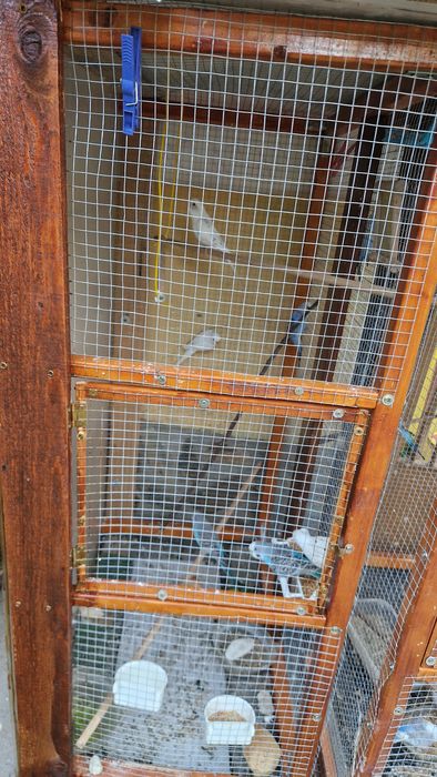 Papagali perusi  pasari