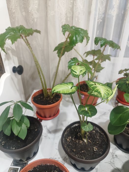 Продам Комнатные цветы